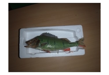 Začátky preparace