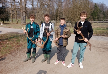 Praxe - sběr jeleních shozů v Poněšické oboře
