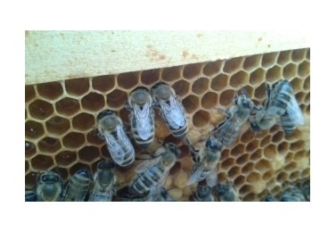 Jarní přípravy včelstva na školní včelnici