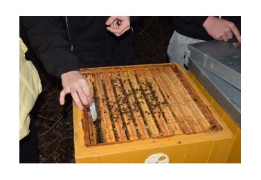 Stáčení medu do sklenic ze zdrojů školního včelstva
