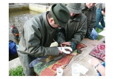 Značkování chovných ryb